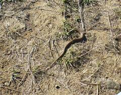 Pituophis catenifer catenifer