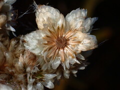 Pseudognaphalium californicum