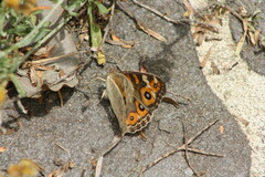 Junonia villida