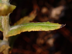 Pseudognaphalium californicum