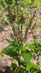 Verbena carolina