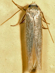 Calosima argyrosplendella