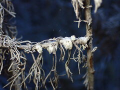 Rhopalomyia floccosa