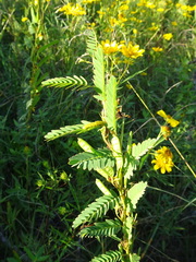 Chamaecrista fasciculata