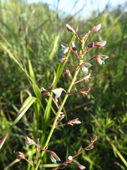 Desmodium ciliare