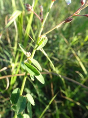 Desmodium ciliare