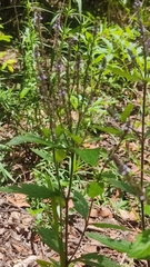 Verbena carolina