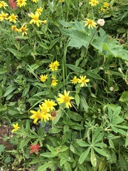 Arnica lanceolata