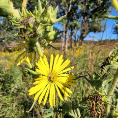 Silphium laciniatum