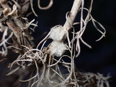 Rhopalomyia floccosa