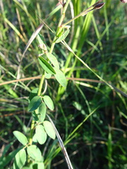 Desmodium ciliare