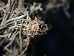 Rhopalomyia floccosa