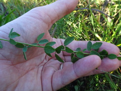 Desmodium ciliare