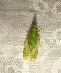 Rhynchomitra recurva