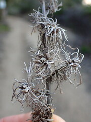 Rhopalomyia floccosa