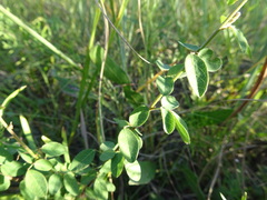 Desmodium ciliare