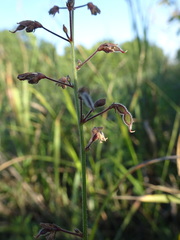 Desmodium ciliare