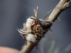 Rhopalomyia floccosa