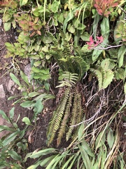 Polystichum lonchitis