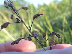 Desmodium ciliare