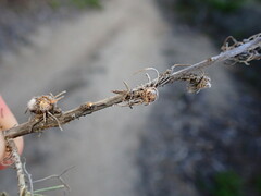 Rhopalomyia floccosa