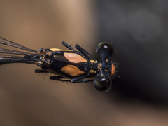 Nososticta impercepta