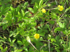 Potentilla reptans