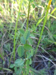 Desmodium ciliare