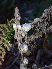 Rhopalomyia floccosa