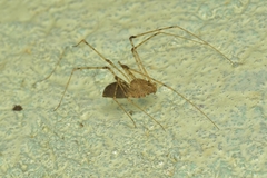 Scytodes