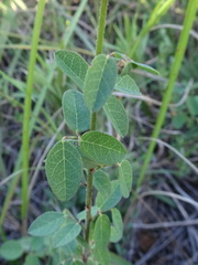 Desmodium ciliare