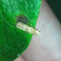 Blastobasis glandulella