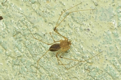 Scytodes