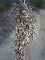 Rhopalomyia floccosa