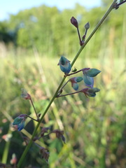 Desmodium ciliare