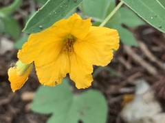 Senna roemeriana
