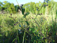 Desmodium ciliare