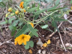Senna roemeriana