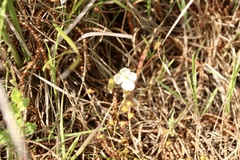 Drosera planchonii
