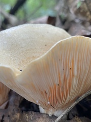 Lactifluus piperatus