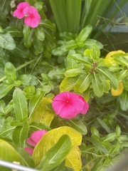 Catharanthus
