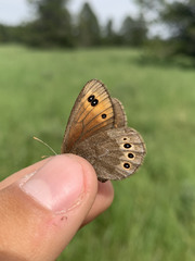 Erebia epipsodea