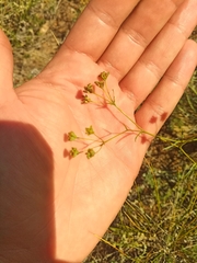 Bupleurum bicaule