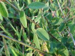 Desmodium ciliare