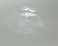 Chrysaora chesapeakei