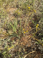 Bupleurum bicaule