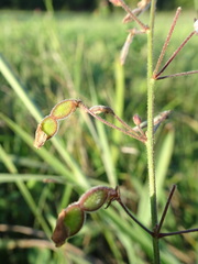 Desmodium ciliare