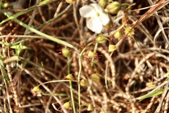 Drosera planchonii