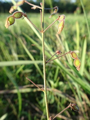 Desmodium ciliare