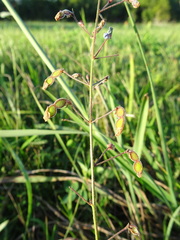 Desmodium ciliare